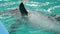 Dolphins swimming in the clear blue water of the pool closeup