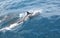 Dolphins swimming at Fernando de Noronha