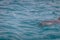 Dolphins swimming in the inner sea - Fernando de Noronha, Pernambuco, Brazil