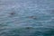 Dolphins swimming in the inner sea - Fernando de Noronha, Pernambuco, Brazil