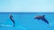 Dolphins swimming,jumping on blue ocean cloud,marine wildlife background