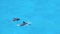 Dolphins swimming,jumping on blue ocean cloud,marine wildlife background