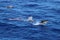 Dolphins swimming and jumping in the ocean. Common dolphin Delphinus delphis in natural habitat. Marine mammal in Norht Pacific oc