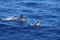 Dolphins swimming and jumping in the ocean. Common dolphin Delphinus delphis in natural habitat. Marine mammal in North Pacific oc