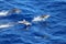 Dolphins swimming and jumping in the ocean. Common dolphin Delphinus delphis in natural habitat. Marine mammal in North Pacific oc