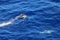 Dolphins swimming and jumping in the ocean. Common dolphin Delphinus delphis in natural habitat. Marine mammal in North Pacific oc