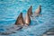 Dolphins swimming in pairs in the pool, Anapa dolphinarium