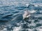 Dolphins swimming in the sea waves. Oman Fjords