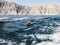 Dolphins swimming in the sea waves. Oman Fjords