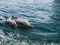 Dolphins swimming in the sea waves. Oman Fjords, Khasab