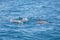 Dolphins swimming in the Wasini Island in Kenya
