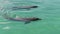 Dolphins swims in the water. Slow motion video. Common bottlenose dolphin or Atlantic bottlenose dolphin.