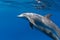 Dolphins underwater closeup shot on blue