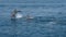 Dolphins watching cruise in Amakusa, Kumamoto