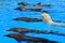 Dolphins and white beluga whale in a pool