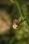 dolycoris baccarum or hairy shieldbug, purple insect sitting on flower bud. soft focused vertical macro shot