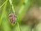 Dolycoris baccarum. A sloe bug or hairy shieldbug on a green grass straw