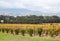 Domaine Chandon Vineyard in Victoria, Australia