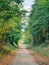 Domaine of Chantilly, view of the Chantilly forest in the autumn seanson, France