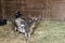 Domastic Goats at County Fair