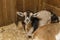 Domastic Goats at County Fair