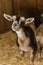 Domastic Goats at County Fair