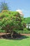 Dome of the Bab Shrine on the slopes of the Carmel Mountain and blooming tree in Haifa city, Israel