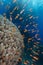 Dome coral and anthias in the Red Sea.