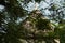 Dome of katas temples as seen through tree