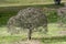 Dome shaped artificial hawthorn shrub