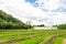 Domed Greenhouse or tunnel for young plants growing nursery house