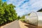 Domed Greenhouse or tunnel for young plants growing nursery house