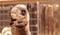Domedary camel Camelus dromedaries
