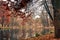 Domeniul Stibei Bucharest Romania beautiful autumn lake reflection forest trees domain