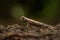 Domergue`s leaf chameleon - Brookesia thieli