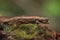 Domergue`s leaf chameleon - Brookesia thieli