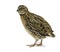 Domestic adult quail on white