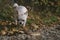 Domestic animal chihuahua walking on leaves at autumn