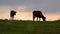 Domestic animal cow grazes on the background of the cloudy sky, Ukraine