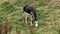 Domestic animal donkey grazing on a mountain rural pasture with green grass