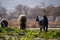 Domestic Animal Mammal black goat on grass land vegetable landscape