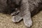 Domestic animals and pets concept. Adorable grey british straight cat is sweetly sleeping, hiding nose between paws. Pets store