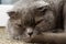 Domestic animals and pets veterinary concept. Adult grey british straight cat with watering eye. Cat with sore eye is lying in the