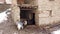 Domestic animals walking into stable in a remote village in Bitlis, eastern Turkey