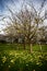 Domestic apple tree with fallen fruit