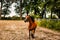 A domestic arabic horse running in a field with sand and dust