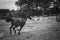 A domestic arabic horse running in a field with sand and dust, freedom concept, monochromatic photo, black and white