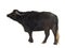 Domestic Asian Water buffalo - Bubalus bubalis