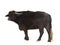 Domestic Asian Water buffalo - Bubalus bubalis
