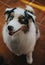 Domestic australian shepherd lying on floor and looking at camera